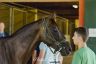 Palio 16 agosto 2019: la fotogallery della seconda giornata di Previsite